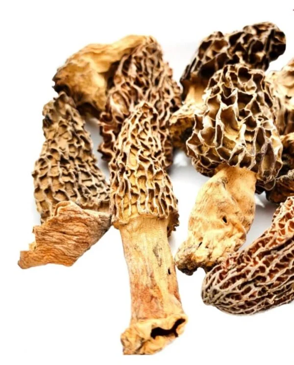 morel mushroom